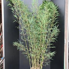 Fargesia robusta 'Campbell'