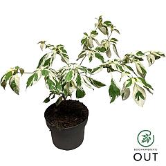 Cornus controversa 'Variegata'