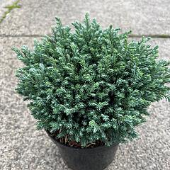 Chamaecyparis p. 'Blue Moon' ®