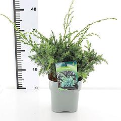Juniperus chin. 'Blue Alps'