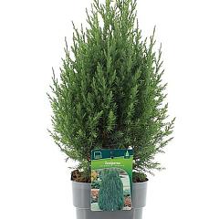 Juniperus chin. 'Stricta'