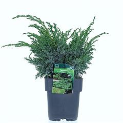 Juniperus squamata 'Blue Swede'