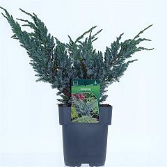Juniperus squamata 'Meyeri'