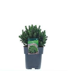 Picea glauca 'Alberta Globe'