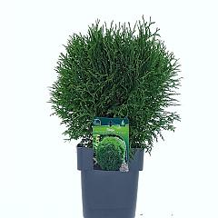 Thuja occ. 'Little Giant'