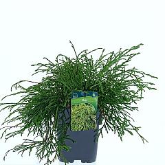 Thuja pl. 'Kagers Beauty'