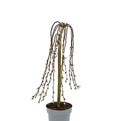 Salix caprea 'Kilmarnock'