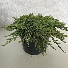 Juniperus hor. 'Pancake'