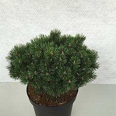 Pinus mugo 'Mops'