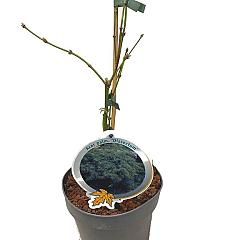 Acer pal. 'Dissectum'