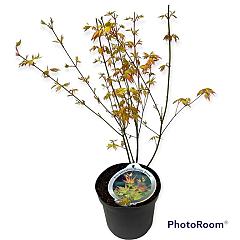 Acer pal. 'Orange Dream'