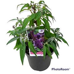 Buddleja d. 'Butterfly Candy Little Purple'