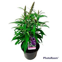 Buddleja d. 'Butterfly Candy Little Purple'