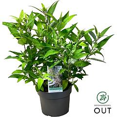 Buddleja d. 'Butterfly Candy Little White'