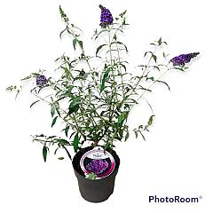 Buddleja d. 'Buzz Sky Blue'