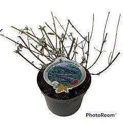 Buddleja d. 'Empire Blue'