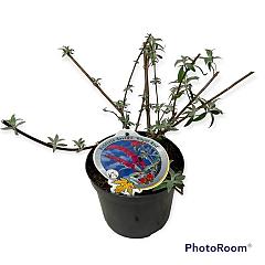 Buddleja d. 'Royal Red'