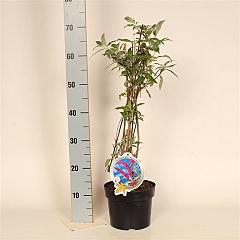 Buddleja d. 'Royal Red'