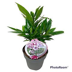 Daphne Parfume 'Princess'