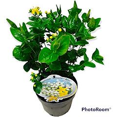 Hypericum 'Miracle Blizz'