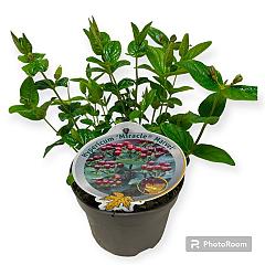 Hypericum 'Miracle Marvel'