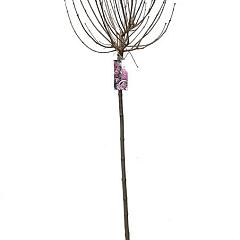 Syringa meyeri 'Palibin'