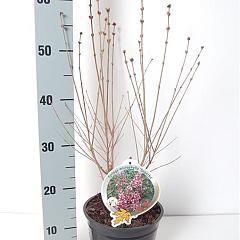 Syringa microphylla 'Superba'