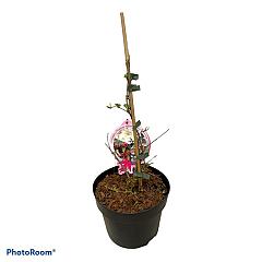 Viburnum plic. 'Kilimandjaro Sunrise' ®