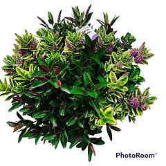 Helianthus atrorubens