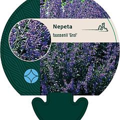 Nepeta 'Grol'