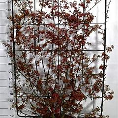 Acer pal. 'Skeeter's Broom'