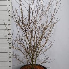 Cornus kousa 'China Girl'