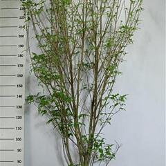 Cornus kousa 'Weisse Fontaine'