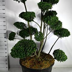 Ilex 'Impala'