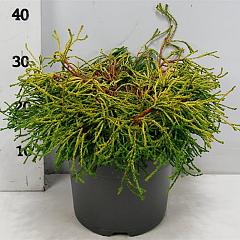 Chamaecyparis o. 'Gitte'