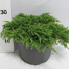 Juniperus comm. 'Green Carpet'