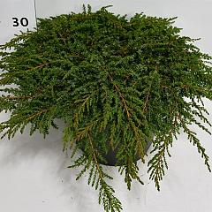 Juniperus comm. 'Green Carpet'