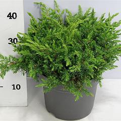 Juniperus conferta 'Schlager'
