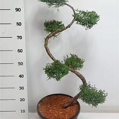 Juniperus pf. 'Pfitzeriana Aurea'