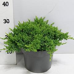 Juniperus procumbens 'Nana'