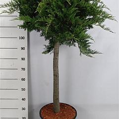 Juniperus sabina 'Tamariscifolia'