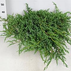 Juniperus squamata 'Blue Carpet'