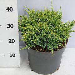 Juniperus squamata 'Holger'