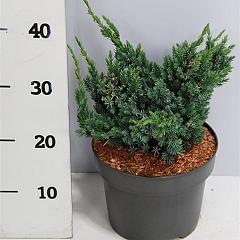 Juniperus squamata 'Meyeri'