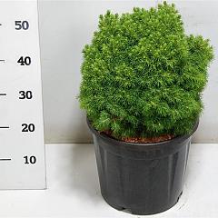 Picea glauca 'Alberta Globe'