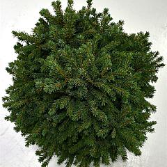 Picea glauca 'Echiniformis'
