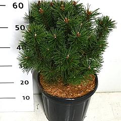 Pinus mugo 'Columbo'