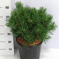 Pinus mugo 'Gnom'
