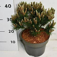 Pinus mugo 'Heideperle'