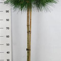 Pinus nigra 'Pierrick Brégeon'